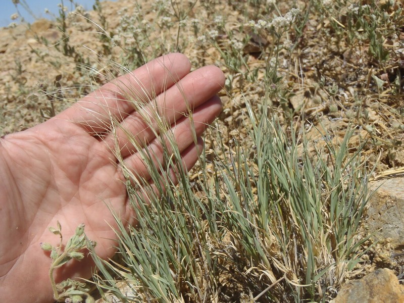 Burrograss photo 5