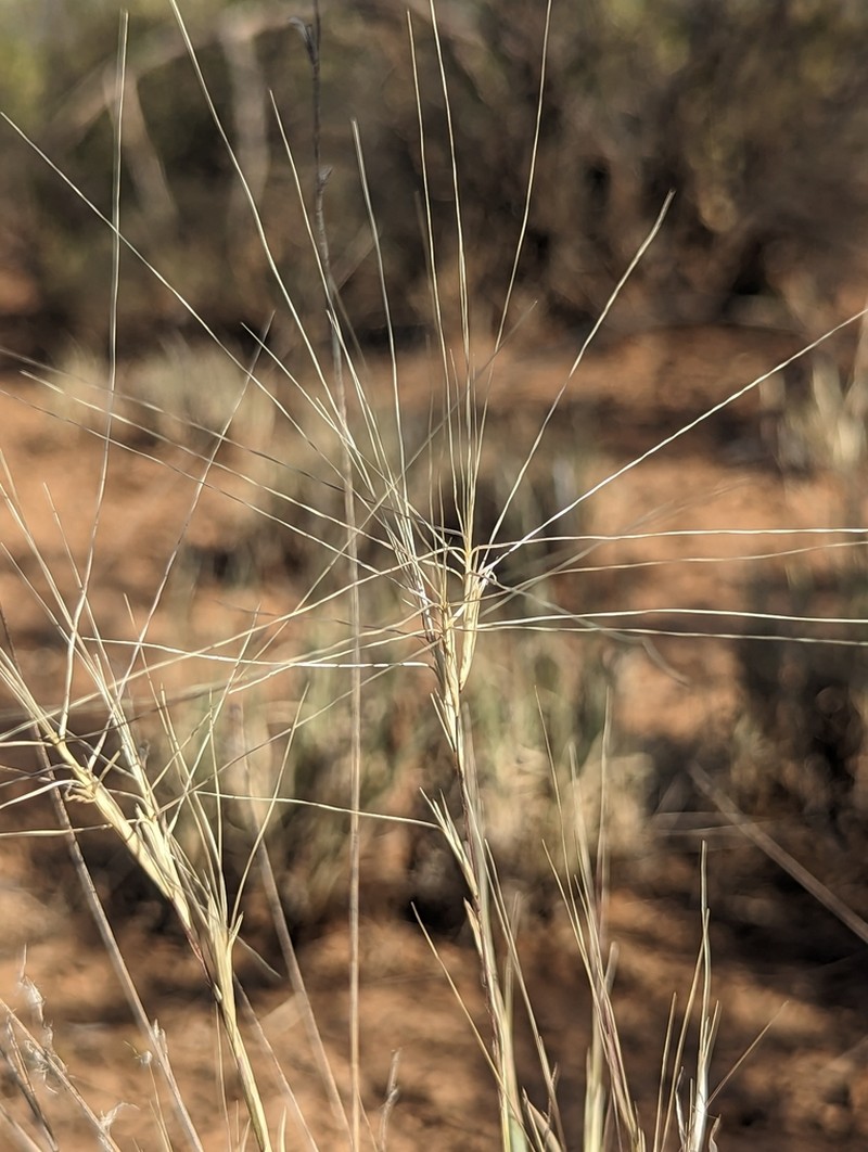 Burrograss photo 6