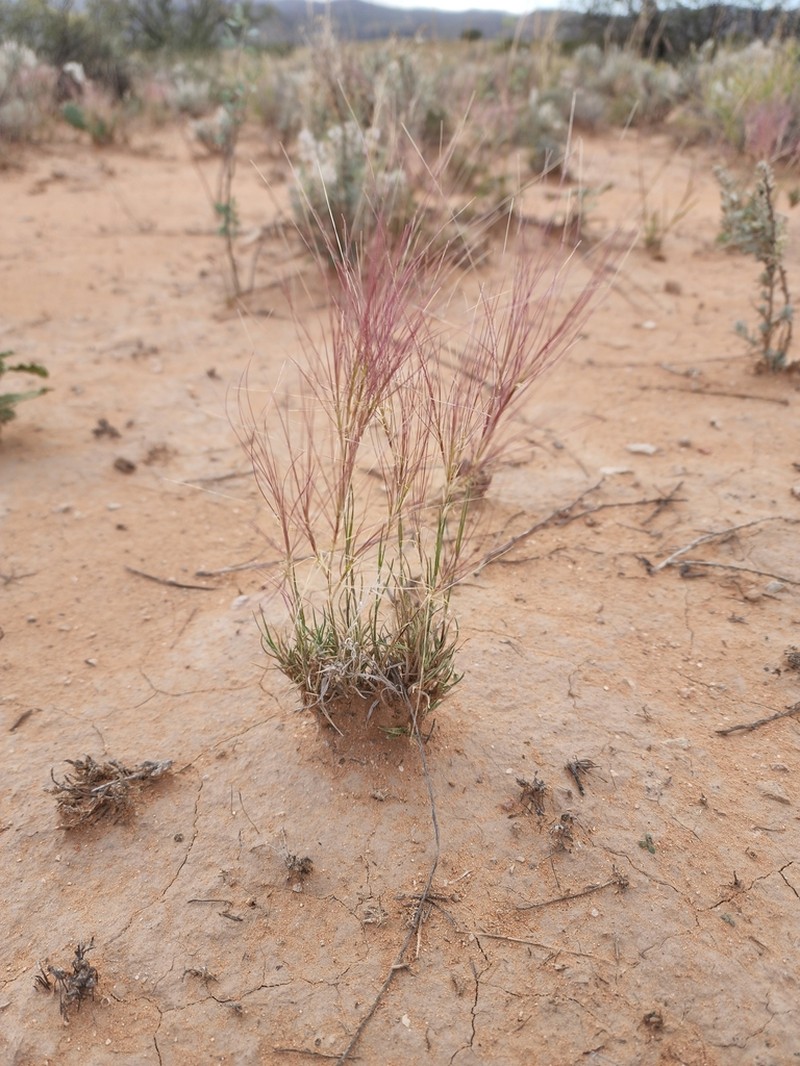 Burrograss photo 7