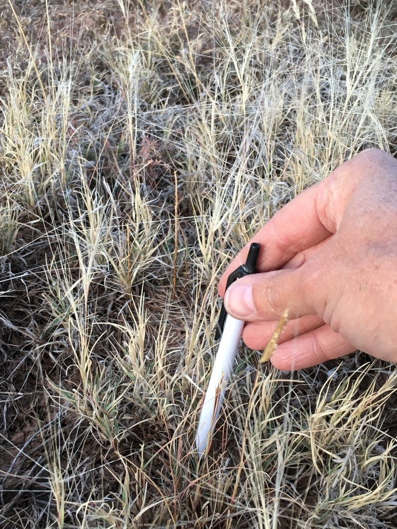 Burrograss photo 8