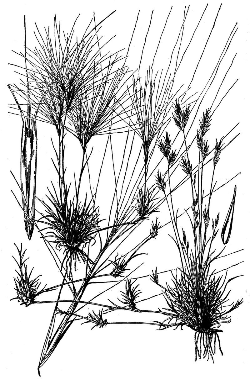 Burrograss