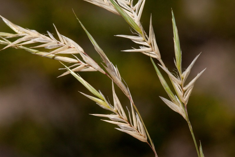 Burrograss photo 2
