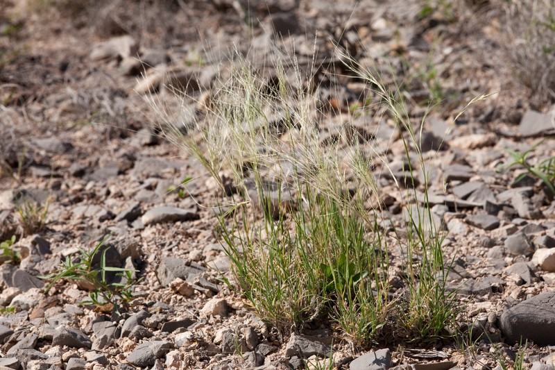 Burrograss photo 3