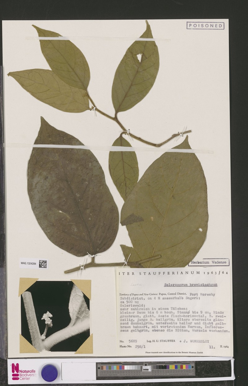 Scleropyrum brevistachyum