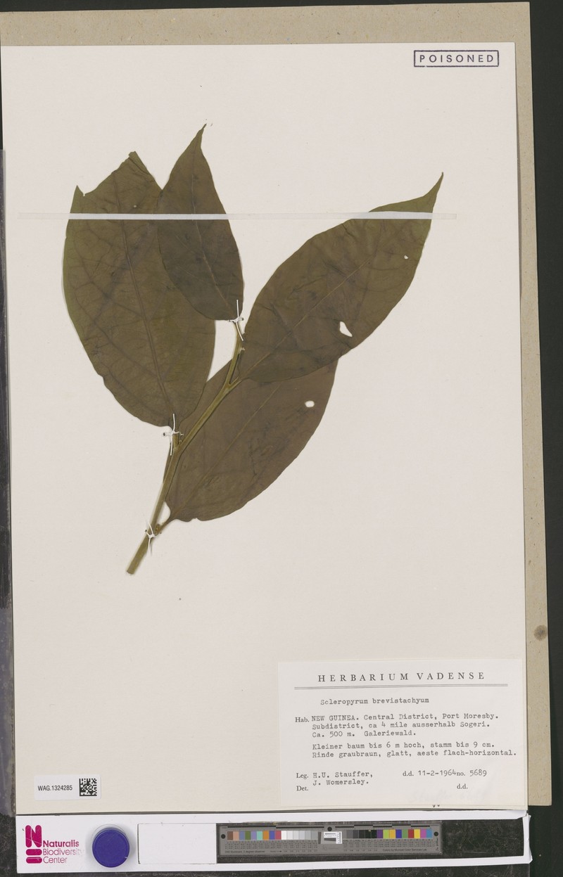Scleropyrum brevistachyum photo 2