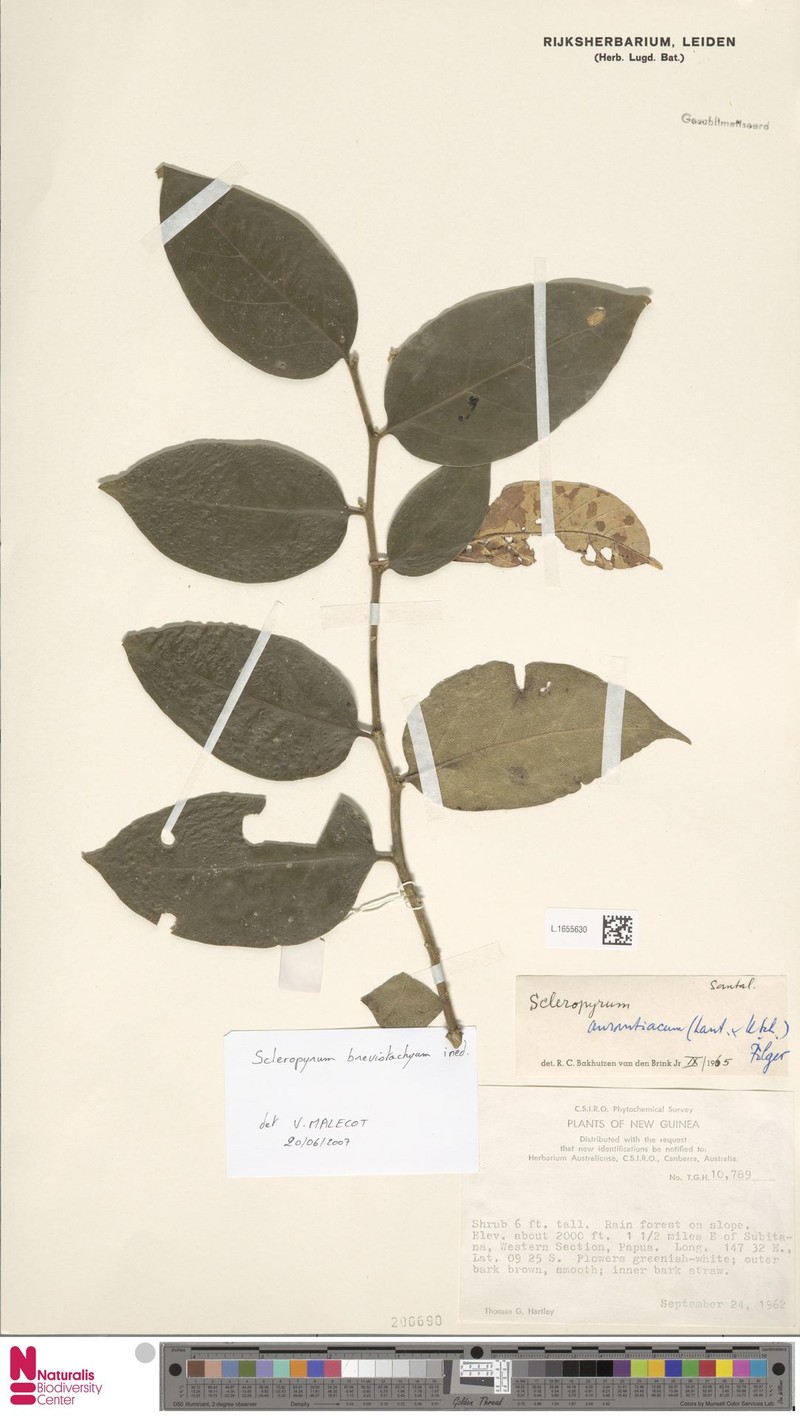Scleropyrum brevistachyum photo 3