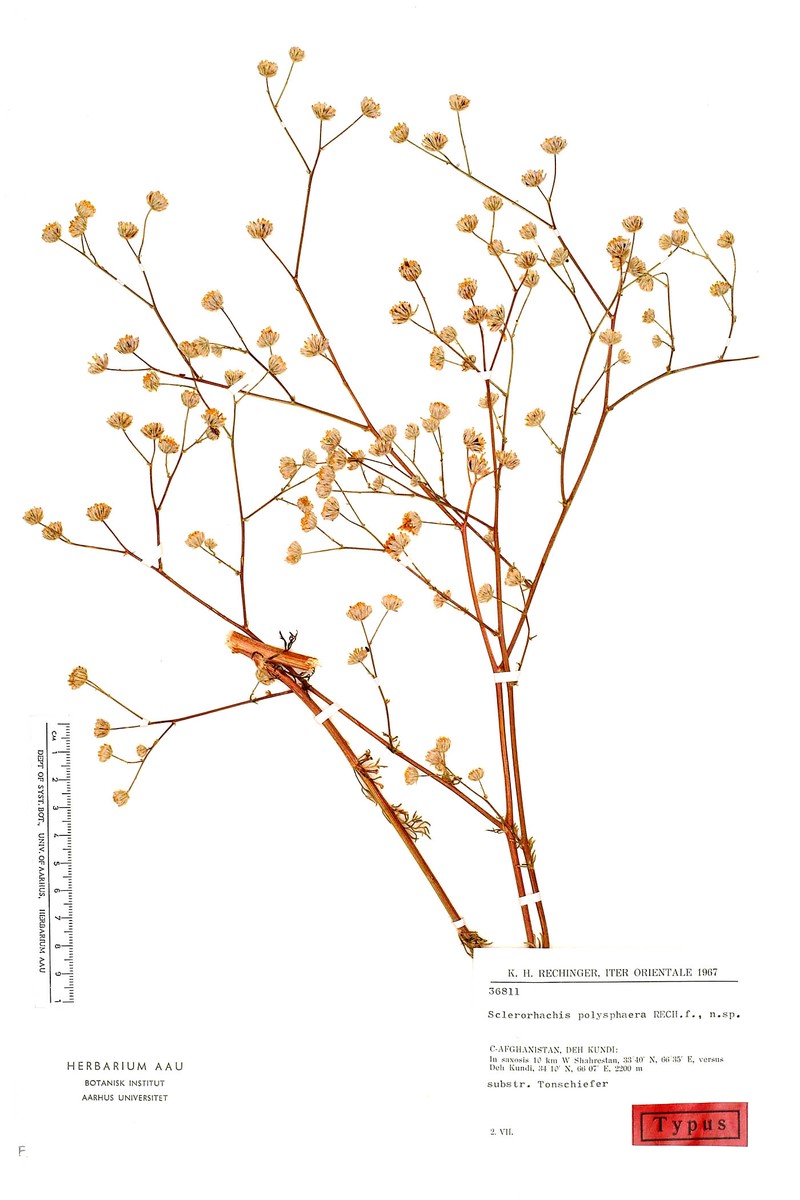 Sclerorhachis polysphaera