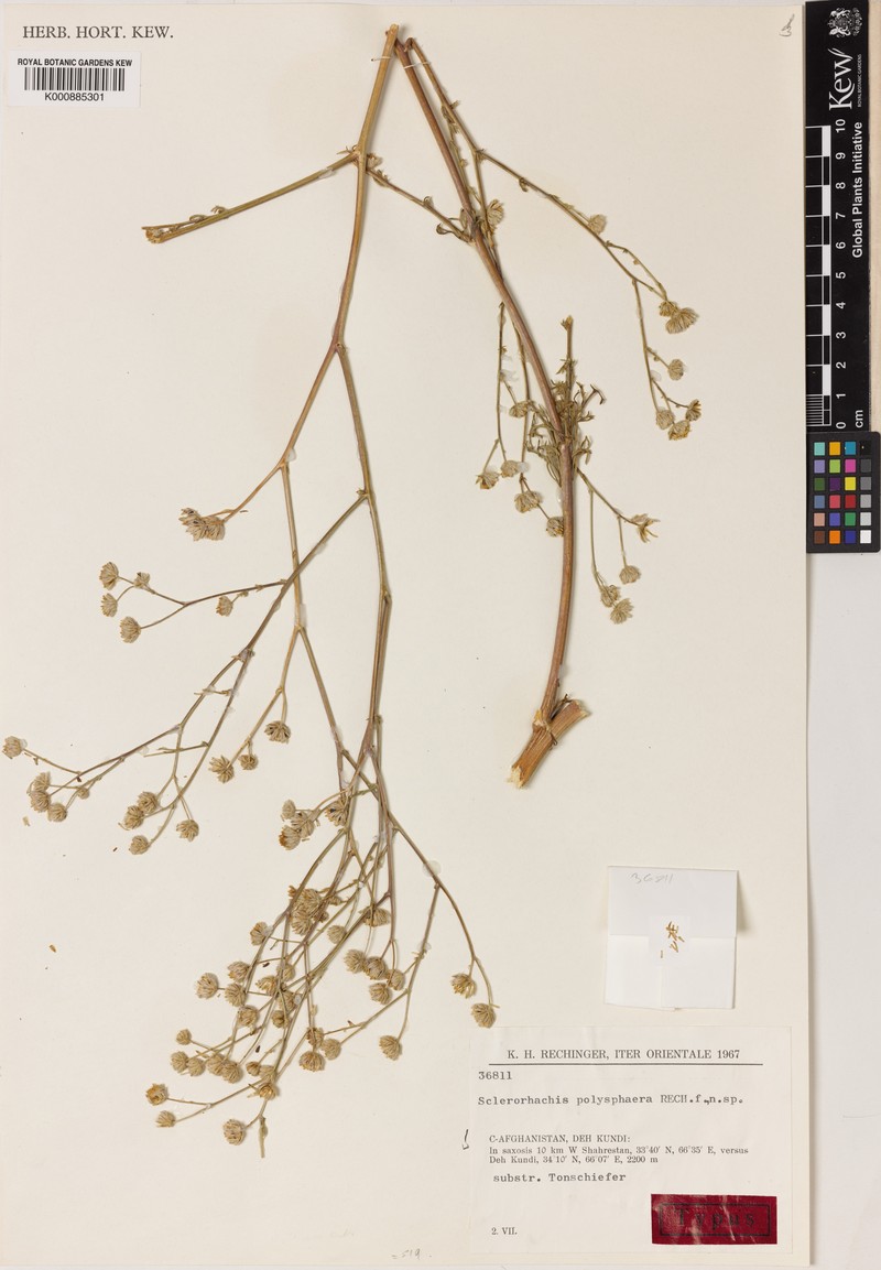 Sclerorhachis polysphaera photo 2