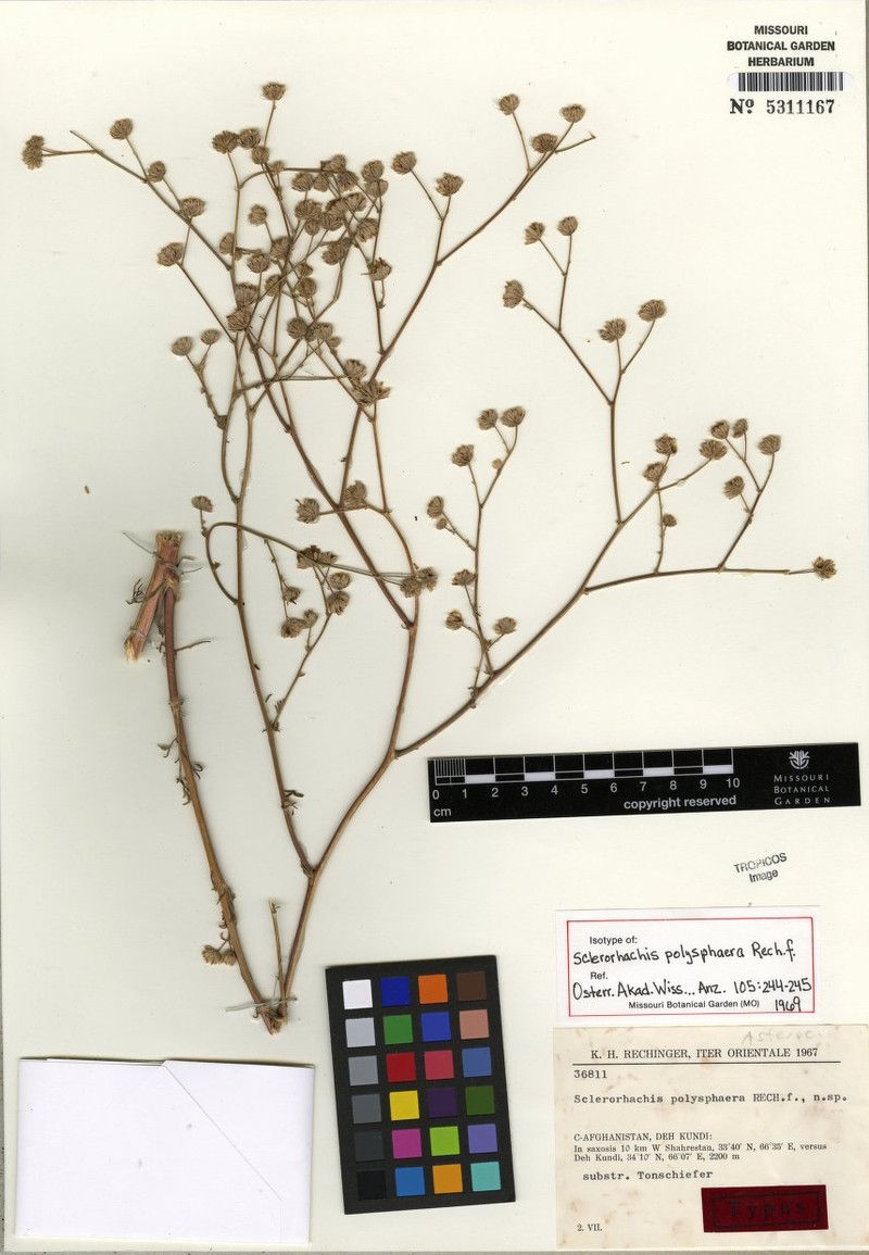 Sclerorhachis polysphaera photo 3