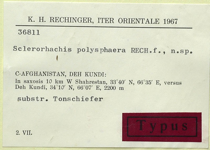 Sclerorhachis polysphaera photo 4