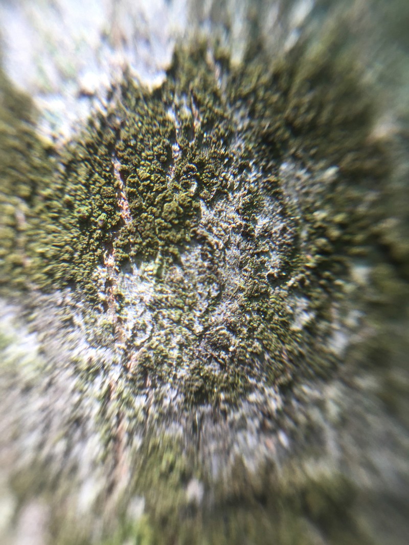 Scoliciosporum Lichen