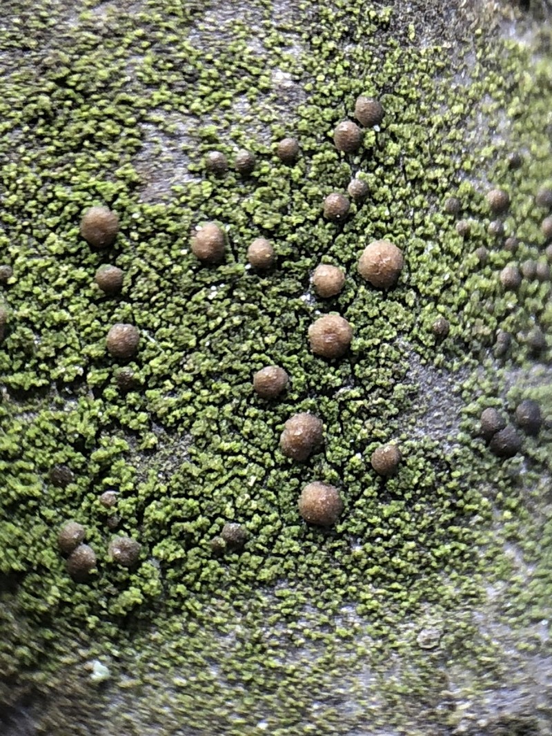 Scoliciosporum Lichen photo 2