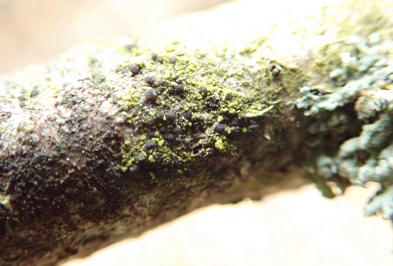 Scoliciosporum Lichen photo 3