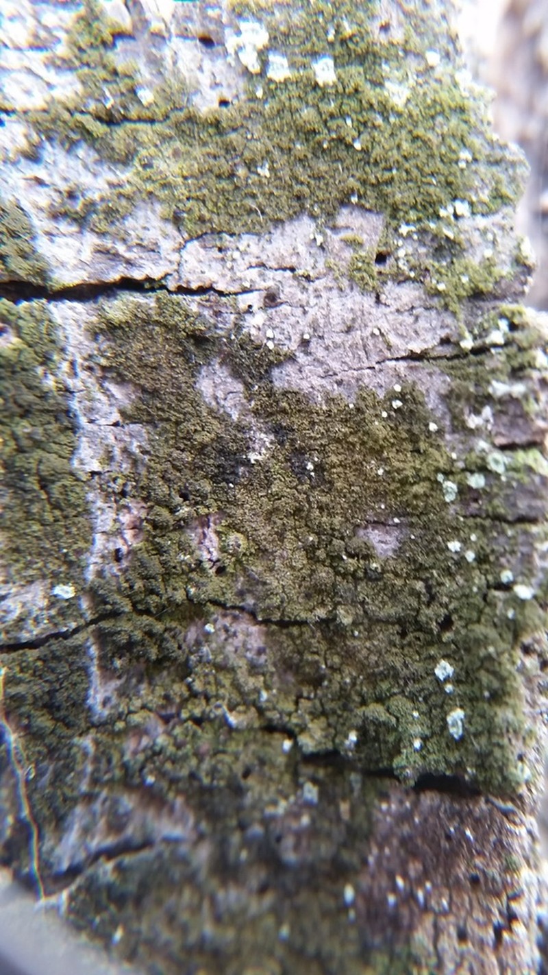 Scoliciosporum Lichen photo 4