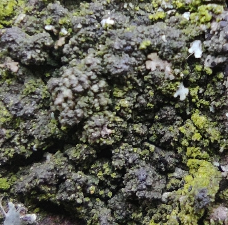 Scoliciosporum Lichen photo 5