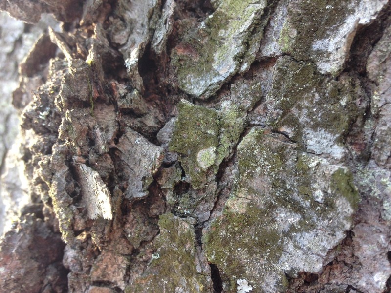 Scoliciosporum Lichen photo 6