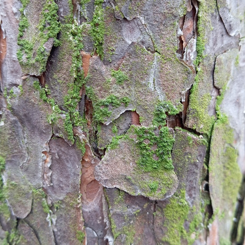 Scoliciosporum Lichen photo 7