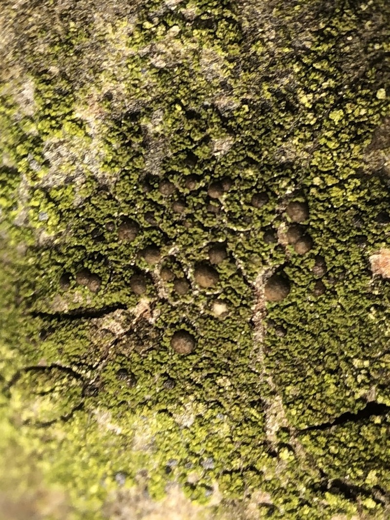 Scoliciosporum Lichen photo 8