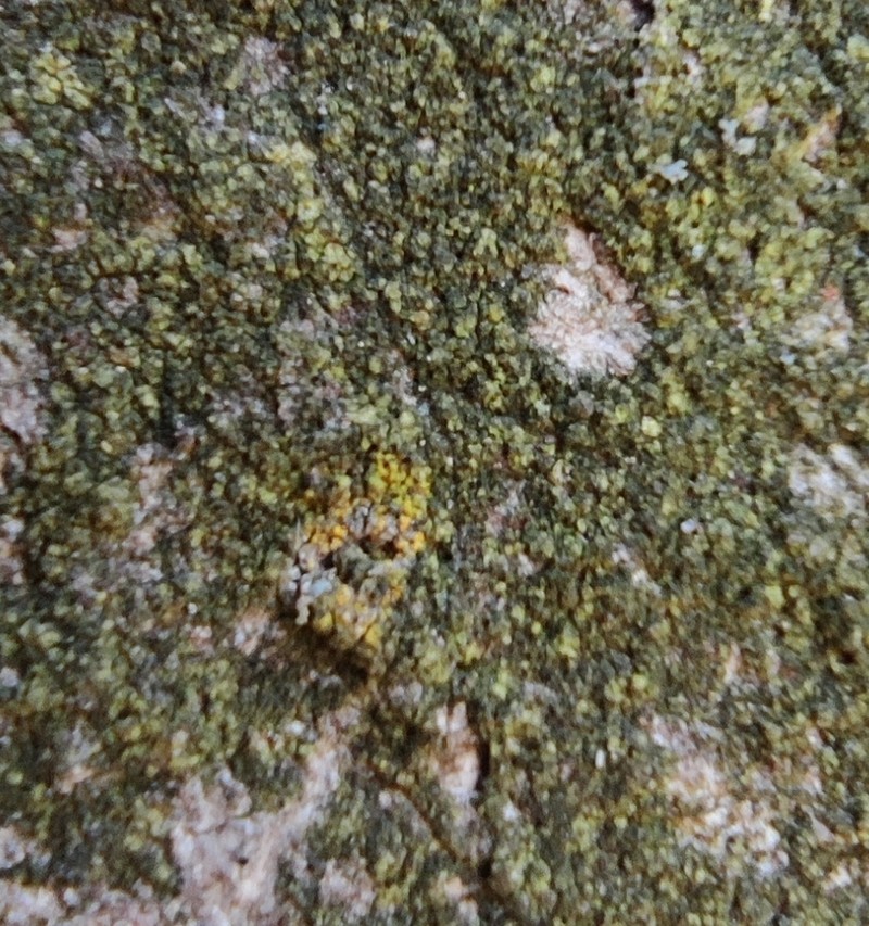 Scoliciosporum sarothamni
