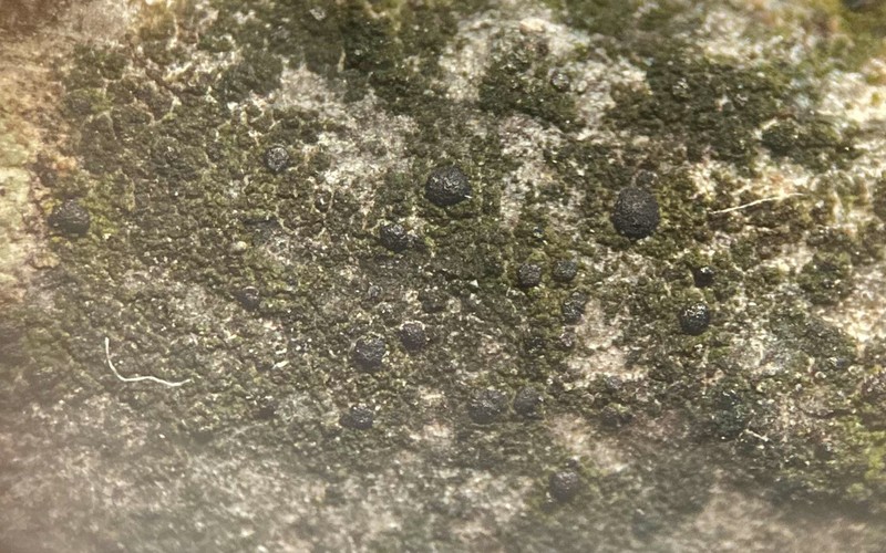 Scoliciosporum Lichen