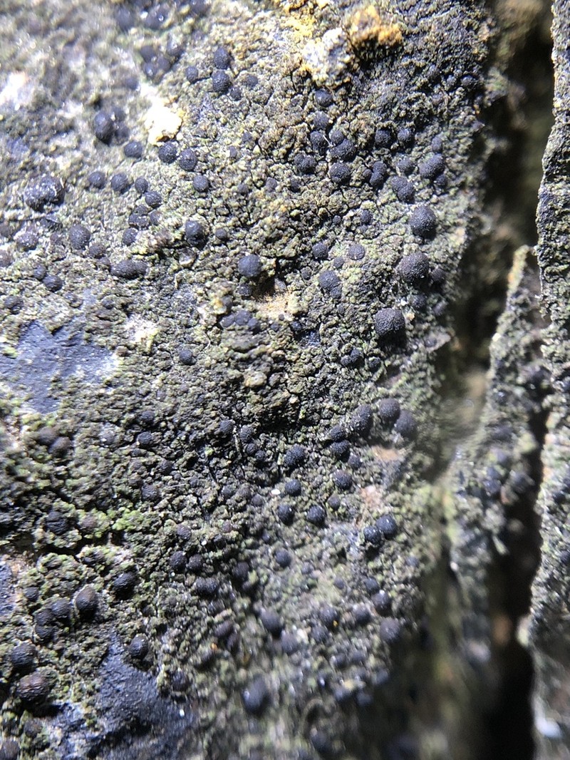Scoliciosporum Lichen photo 2