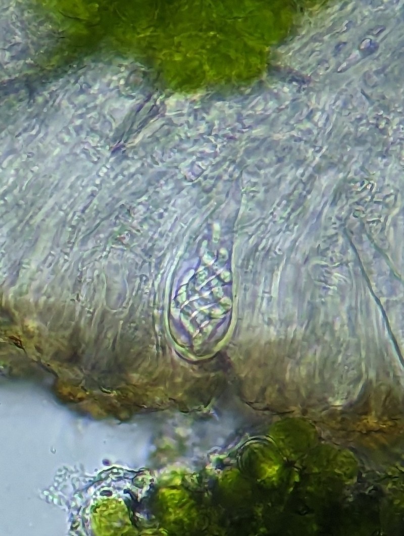 Scoliciosporum Lichen photo 3