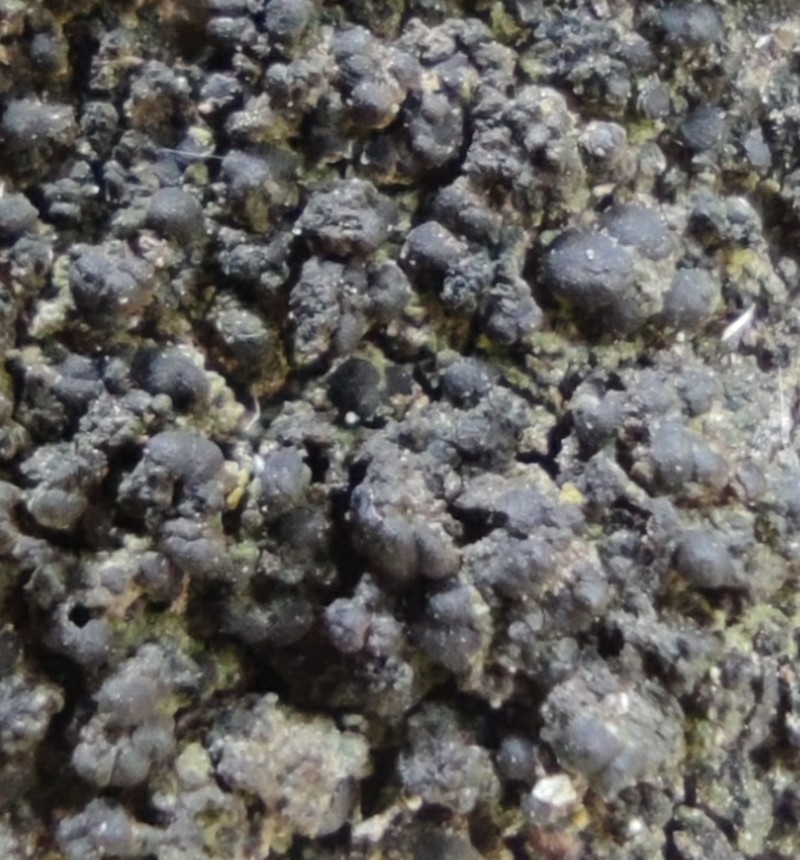 Scoliciosporum Lichen photo 4