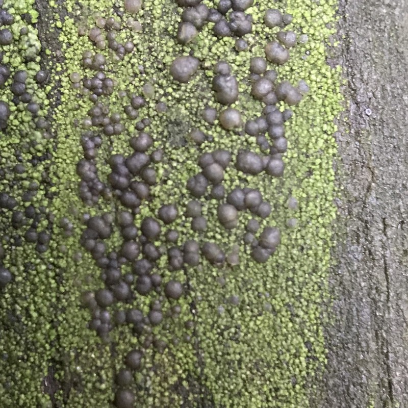 Scoliciosporum Lichen photo 5