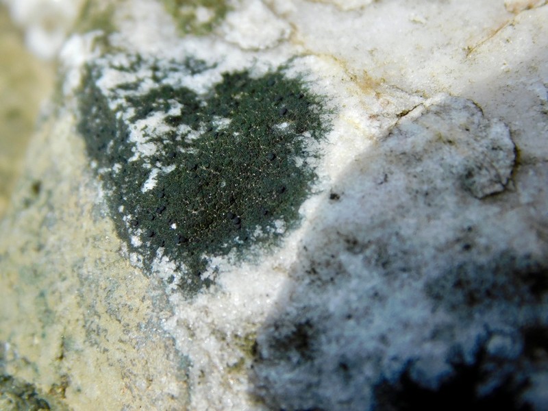 Scoliciosporum Lichen photo 6