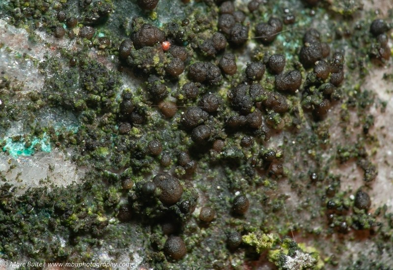 Scoliciosporum Lichen photo 7