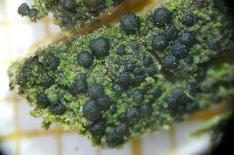 Scoliciosporum Lichen photo 8