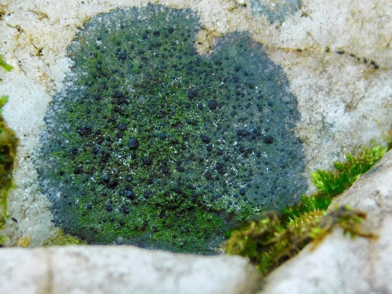 Scoliciosporum Lichen