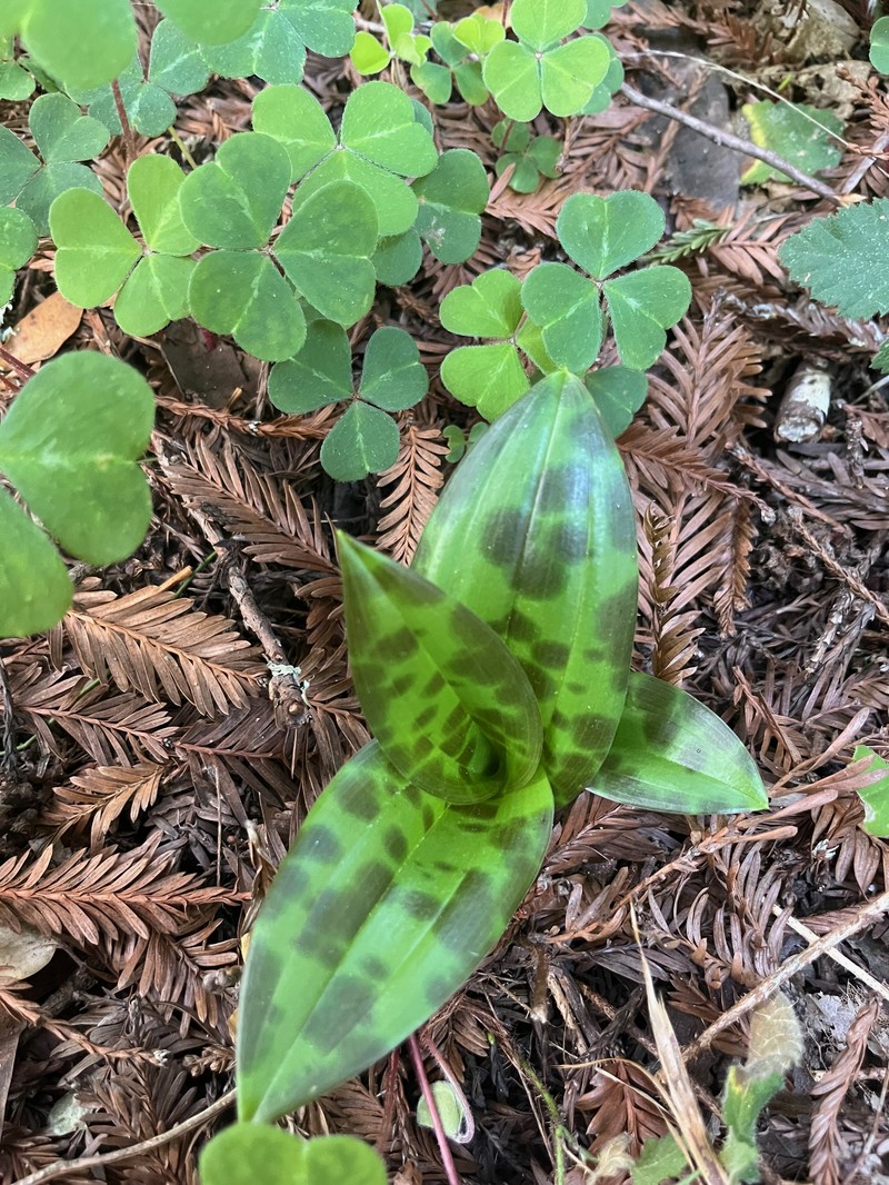 California Fetid Adderstongue photo 3