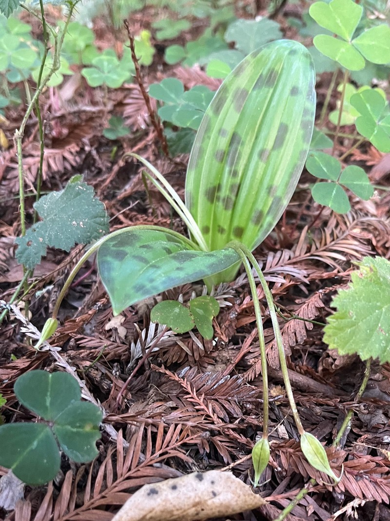 California Fetid Adderstongue photo 4