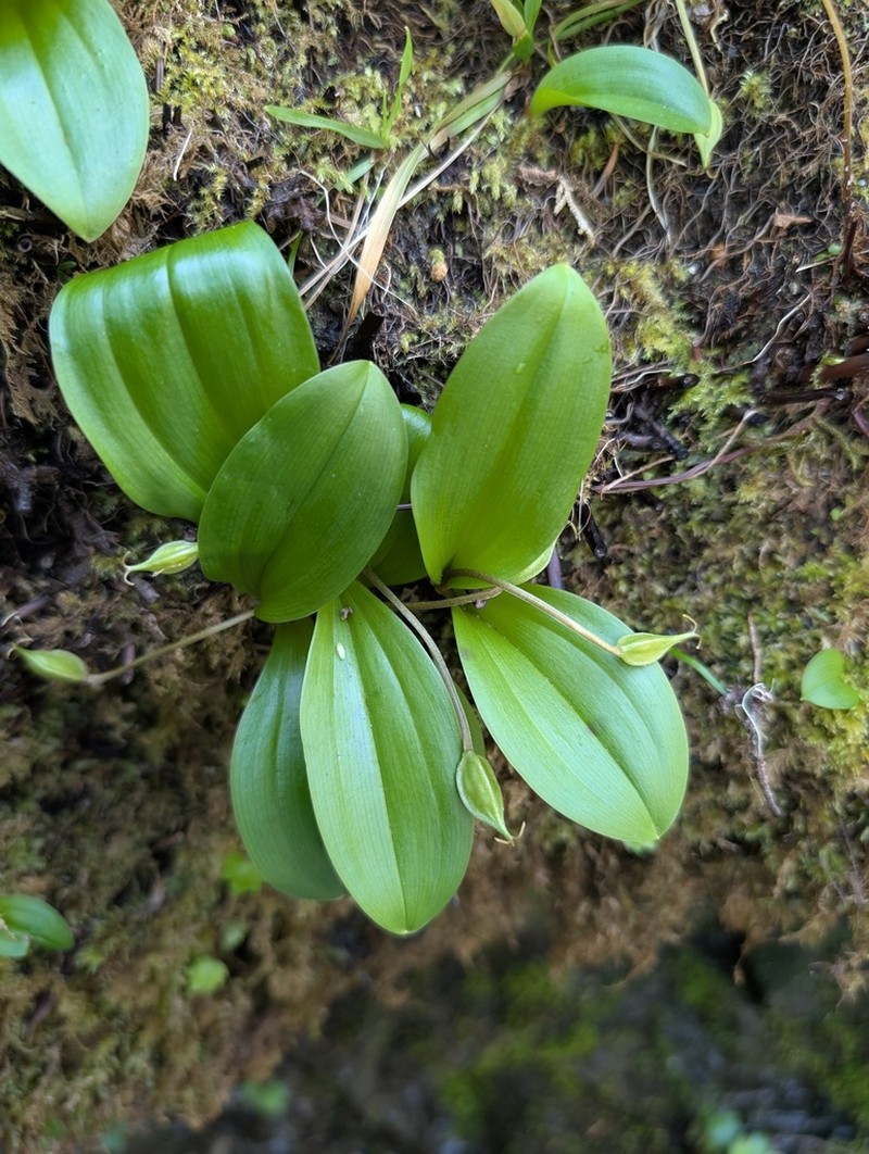 Oregon Fetid Adderstongue photo 2
