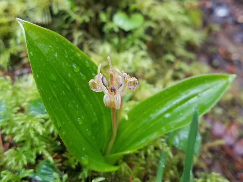 Oregon Fetid Adderstongue photo 3