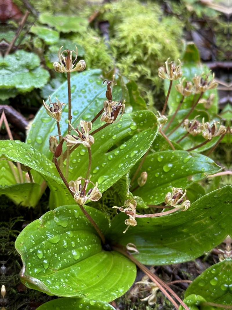 Oregon Fetid Adderstongue photo 5