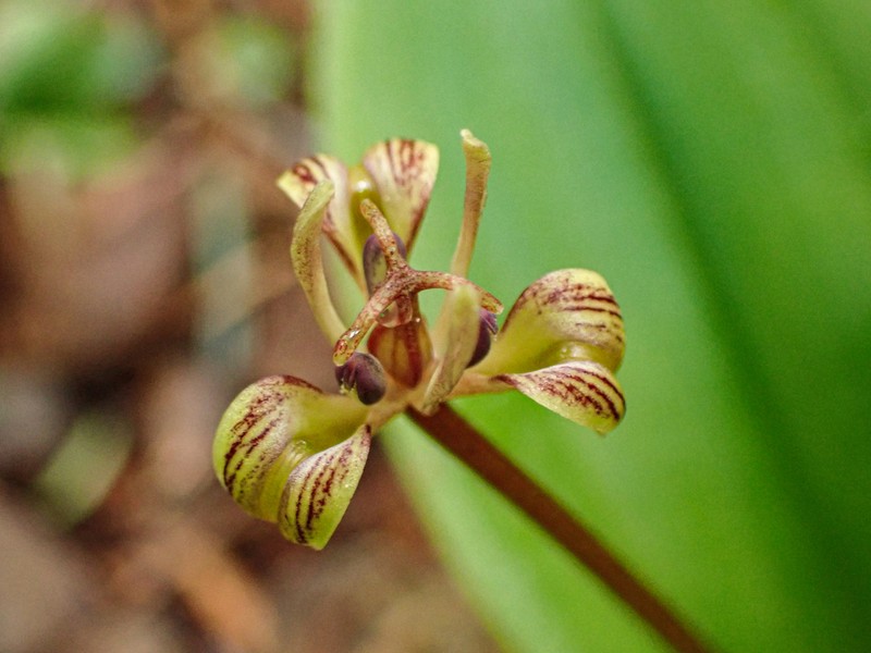 Oregon Fetid Adderstongue photo 6