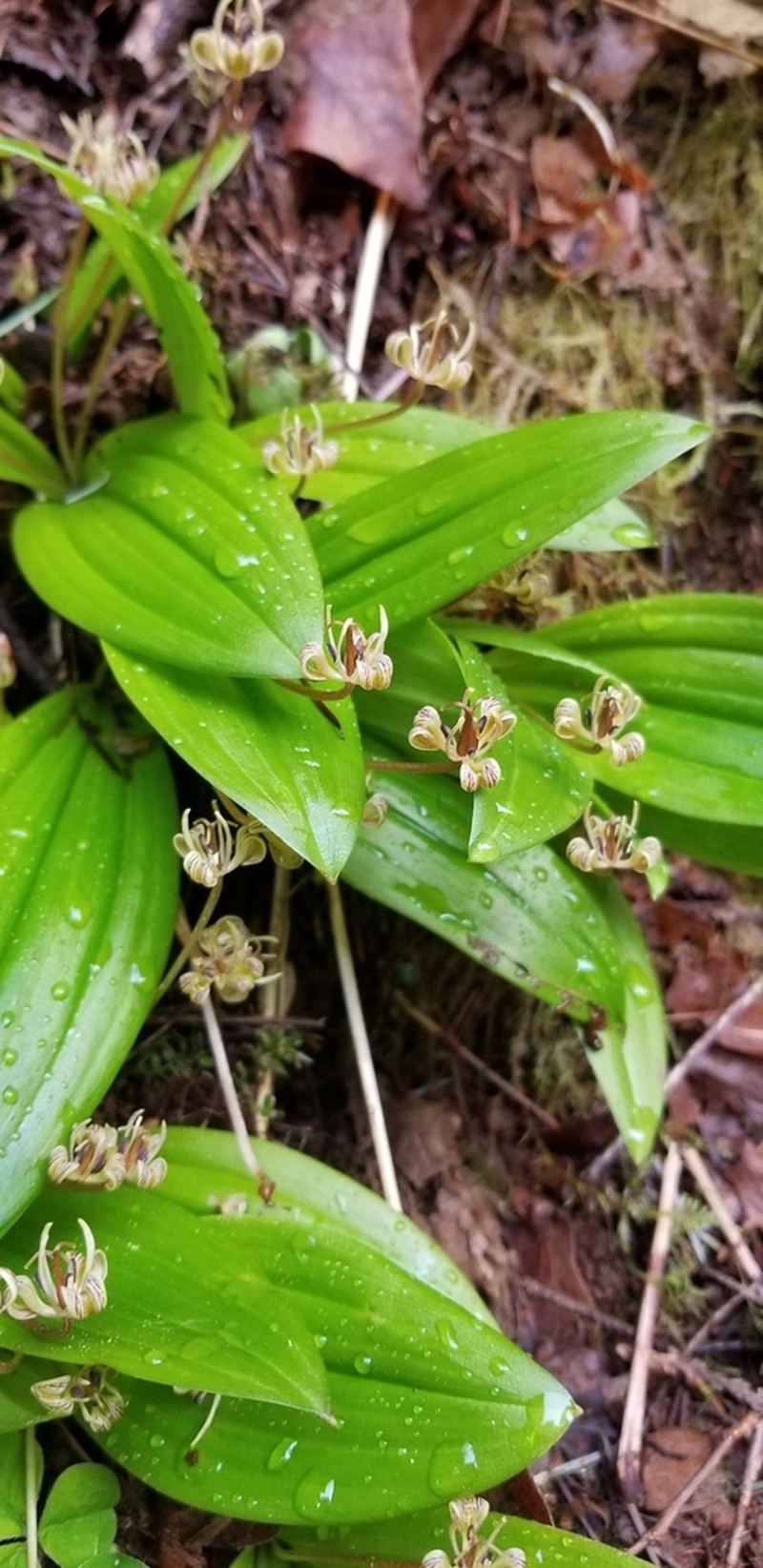 Oregon Fetid Adderstongue photo 7