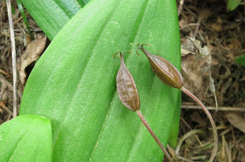 Oregon Fetid Adderstongue