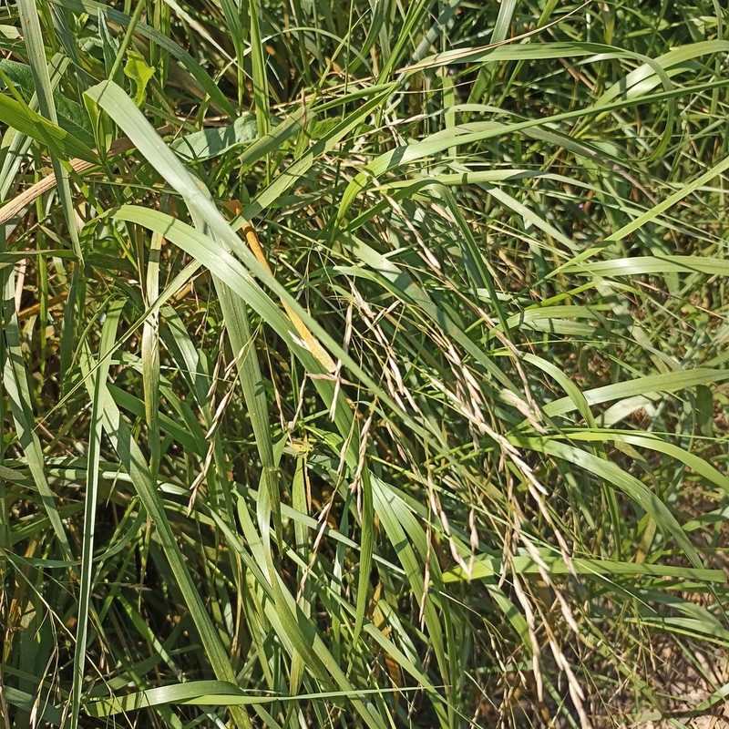 Common Rivergrass photo 2