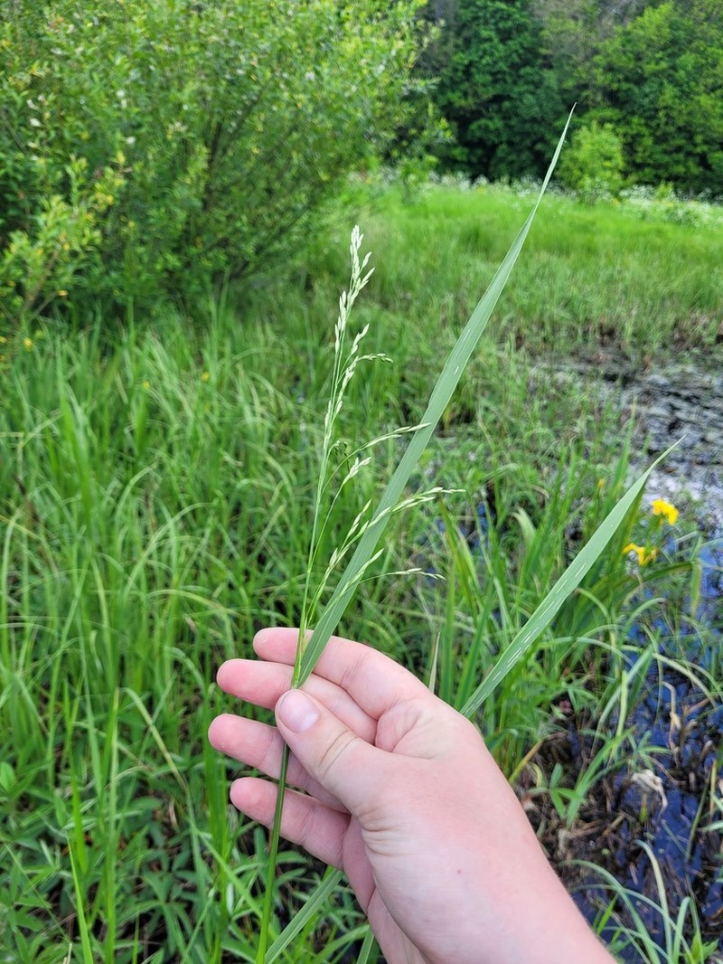 Common Rivergrass photo 3