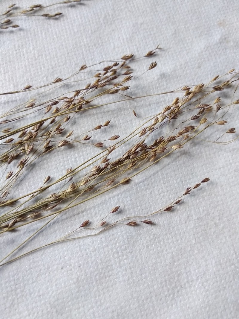Common Rivergrass photo 4
