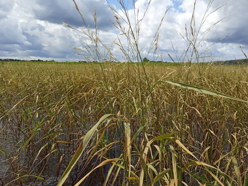 Common Rivergrass photo 5