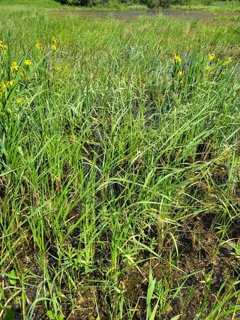 Common Rivergrass photo 6