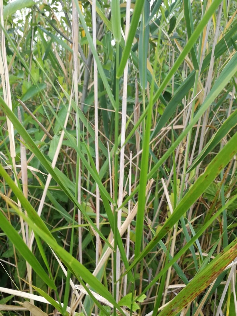 Common Rivergrass photo 7