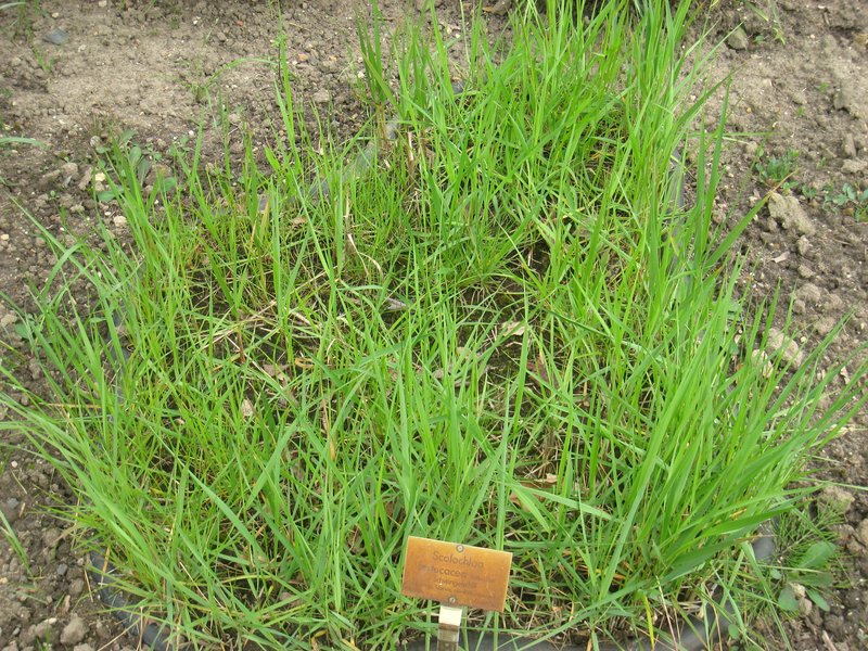 Common Rivergrass