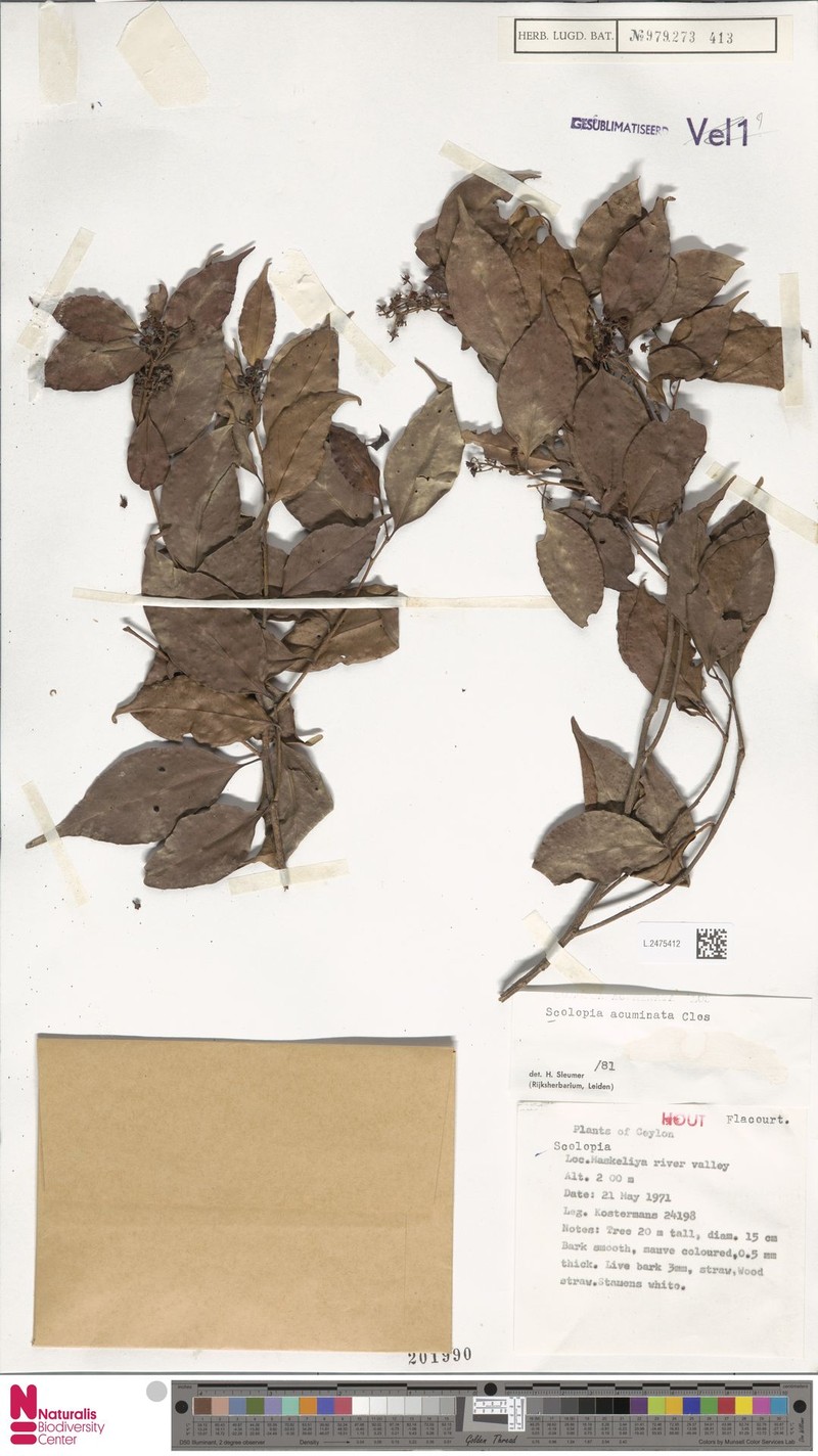 Scolopia acuminata