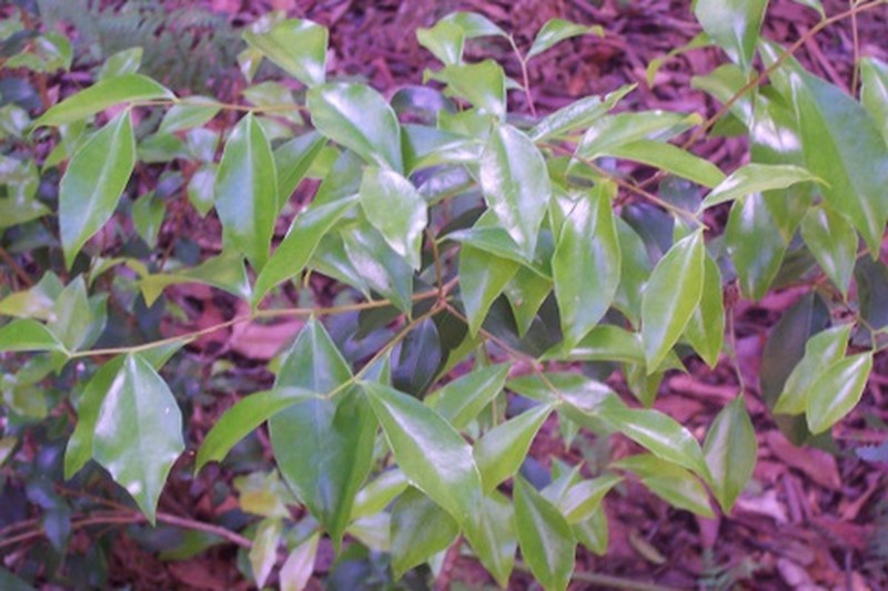 Scolopia braunii