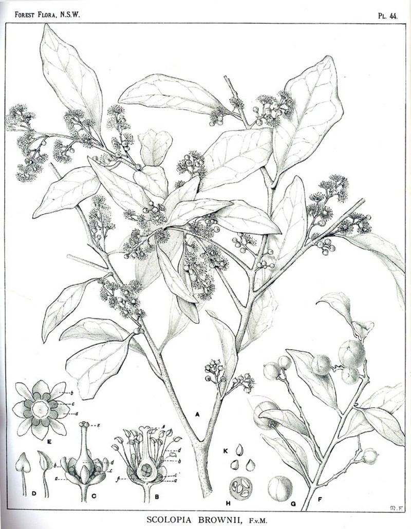 Scolopia braunii photo 2